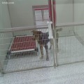 Volunteering at Idaho Humane Society: A Chance to Make a Difference